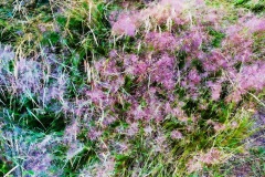 squam-creative-teele-grasses-abstract-1