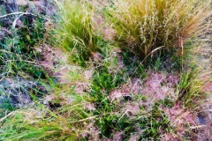 squam-creative-teele-grasses-abstract-2