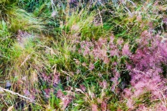 squam-creative-teele-grasses-abstract-3