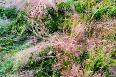 squam-creative-teele-grasses-abstract-4
