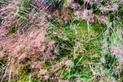 squam-creative-teele-grasses-abstract-5