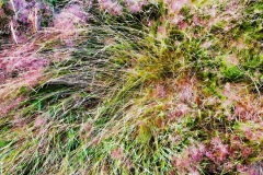 squam-creative-teele-grasses-abstract-6