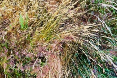 squam-creative-teele-grasses-abstract-7