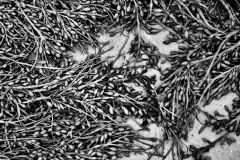 Seaweed at Low Tide