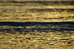 Golden Waves