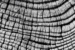 Wood Patterns 10