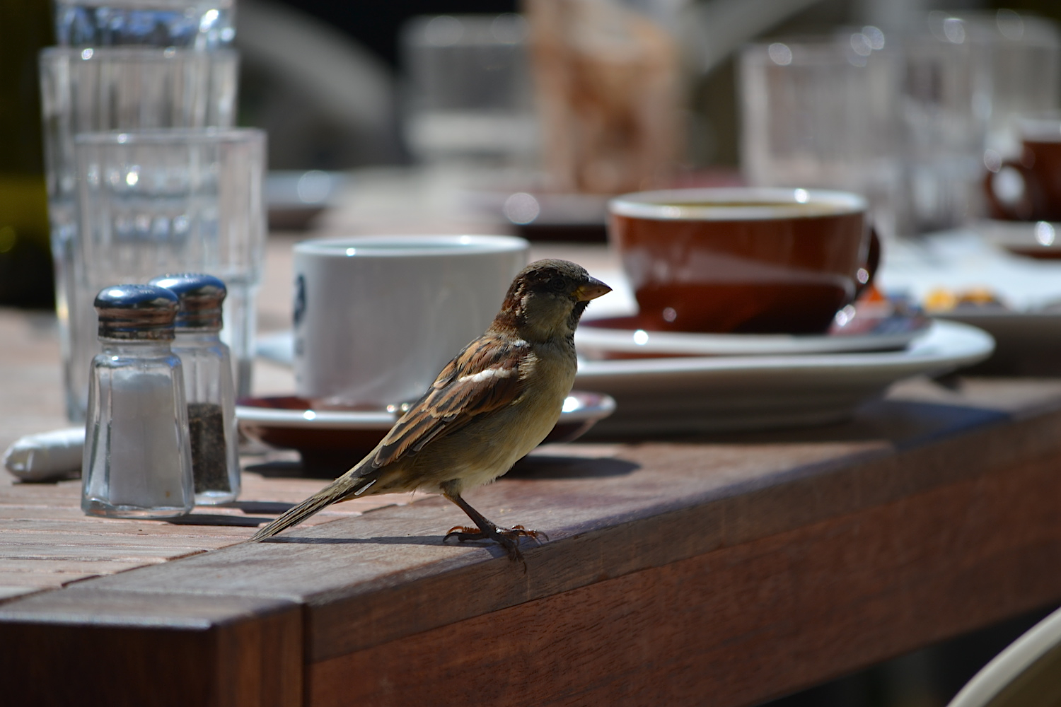 Cafe Sparrow, Wellington, New Zealand