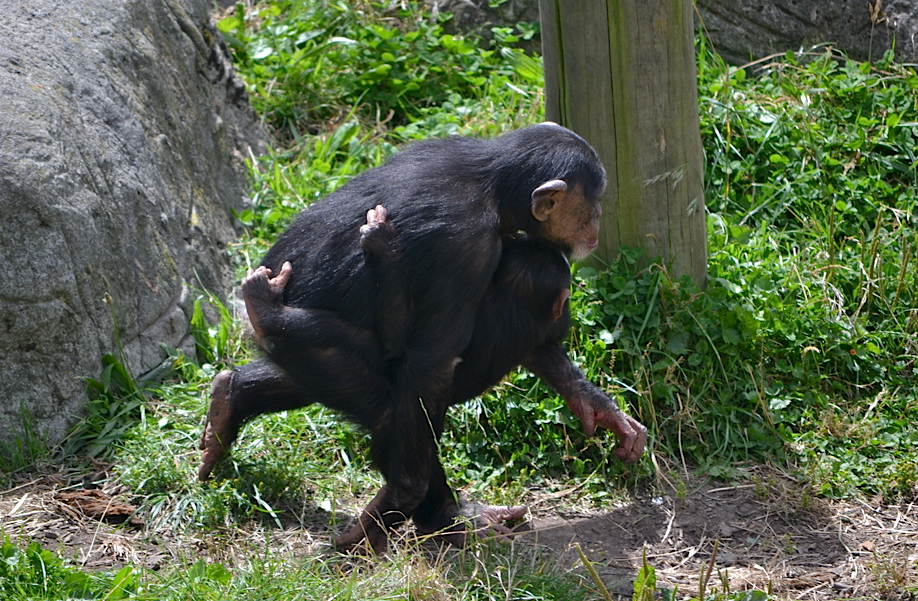 Mother and Baby Chimpanzee, Wellington Zoo, New Zealand