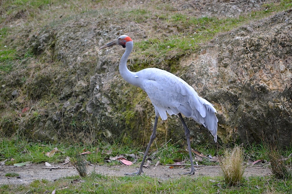 Brolga Crane, Wellington Zoo, New Zealand