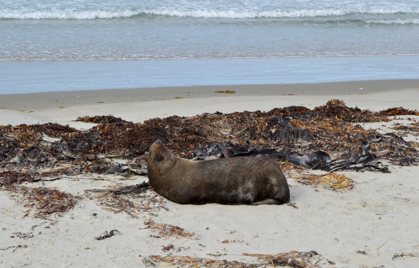 Fur Seal, Long Beach, Dunedin, New Zealand