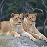 Lions, Wellington Zoo, New Zealand