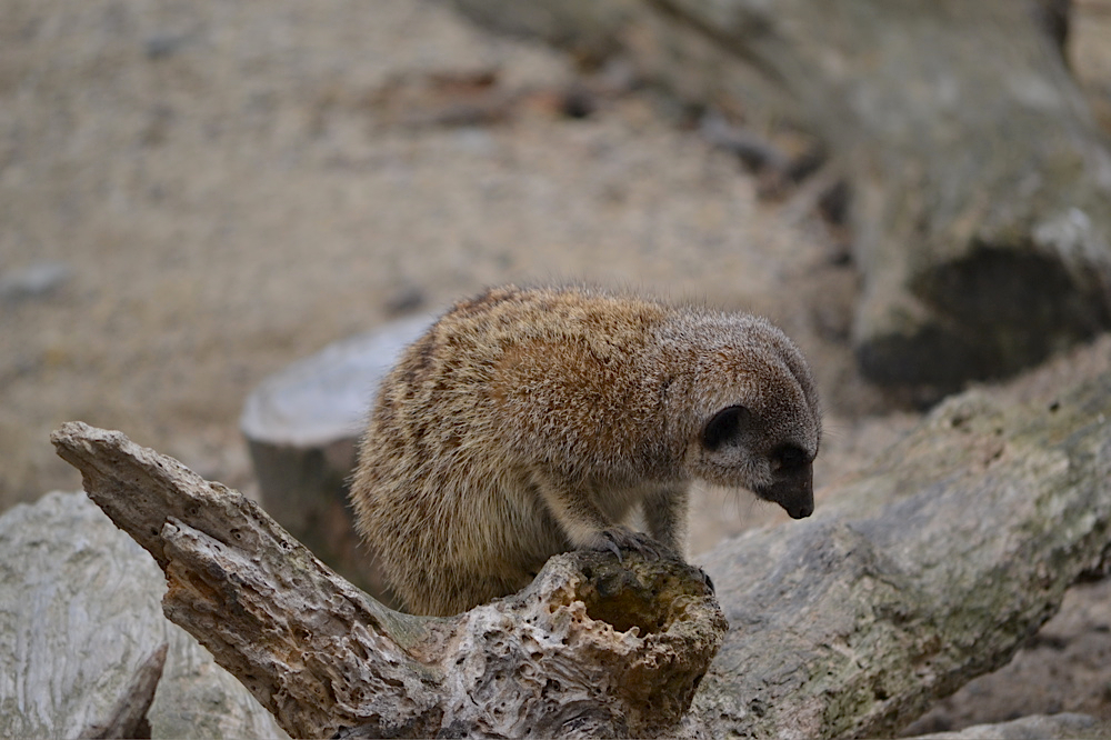 Meerkat, Wellington Zoo, New Zealand