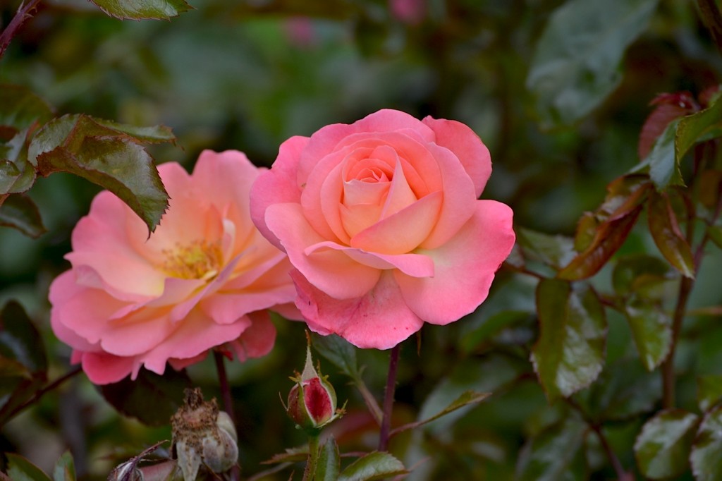 Rose Garden, Palmerston North, New Zealand