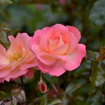 Rose Garden, Palmerston North, New Zealand