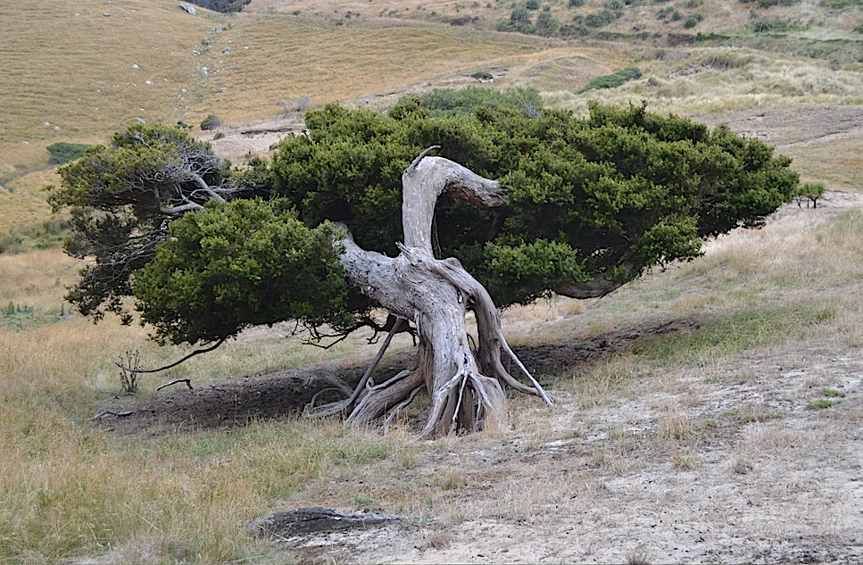 Tree, Otago Peninsula, Dunedin, New Zealand