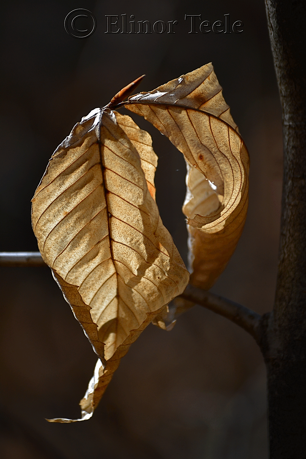 Birch Leaves, Ravenswood, Gloucester MA