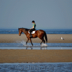 Horseback Riding, Crane's Beach, Ipswich MA