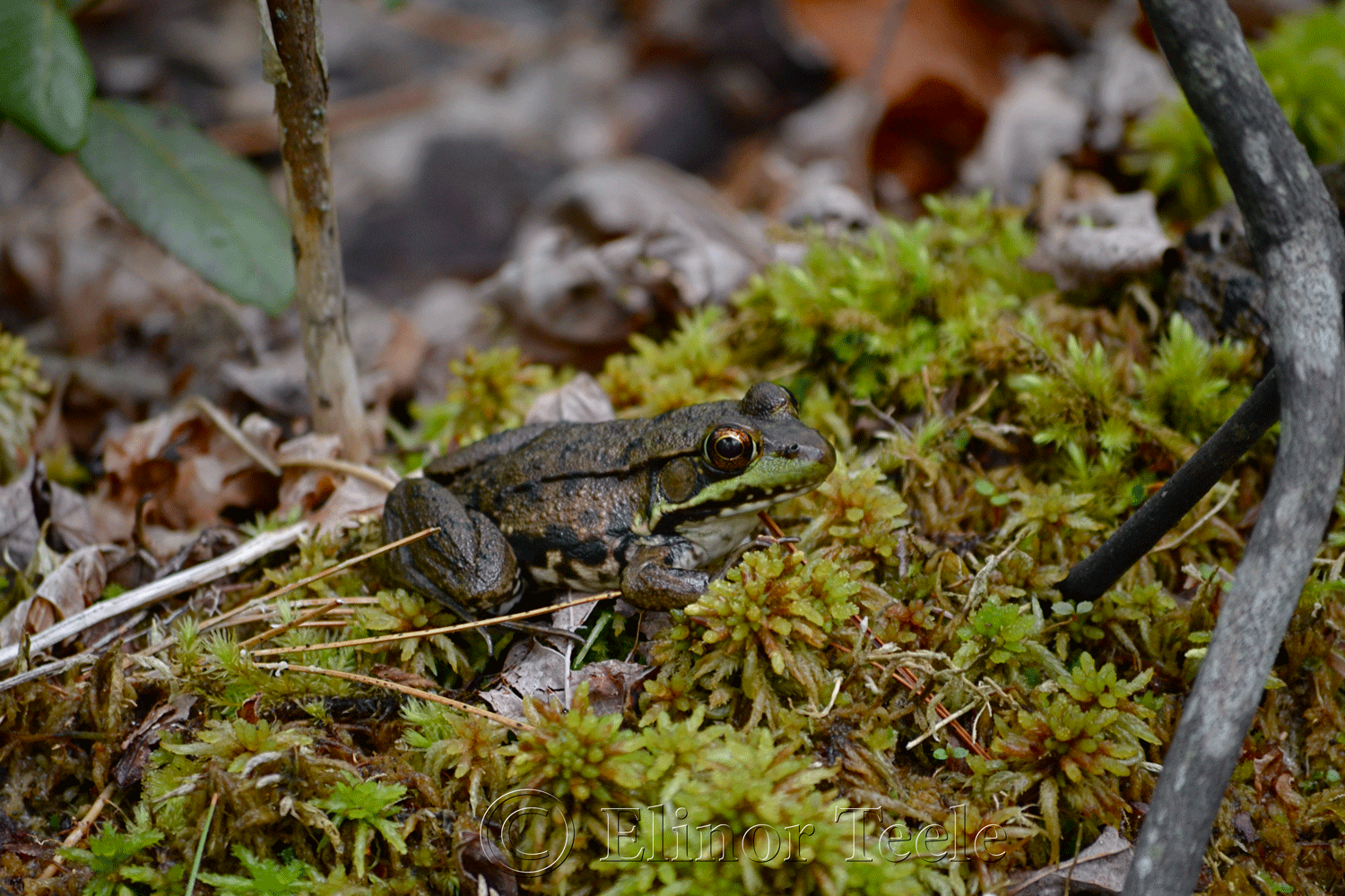 Frog, Ravenswood, Gloucester MA
