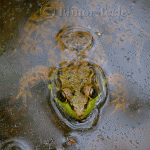 Frog, Ravenswood, Gloucester MA