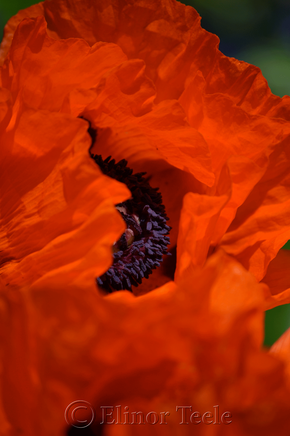 Orange Poppies in Spring