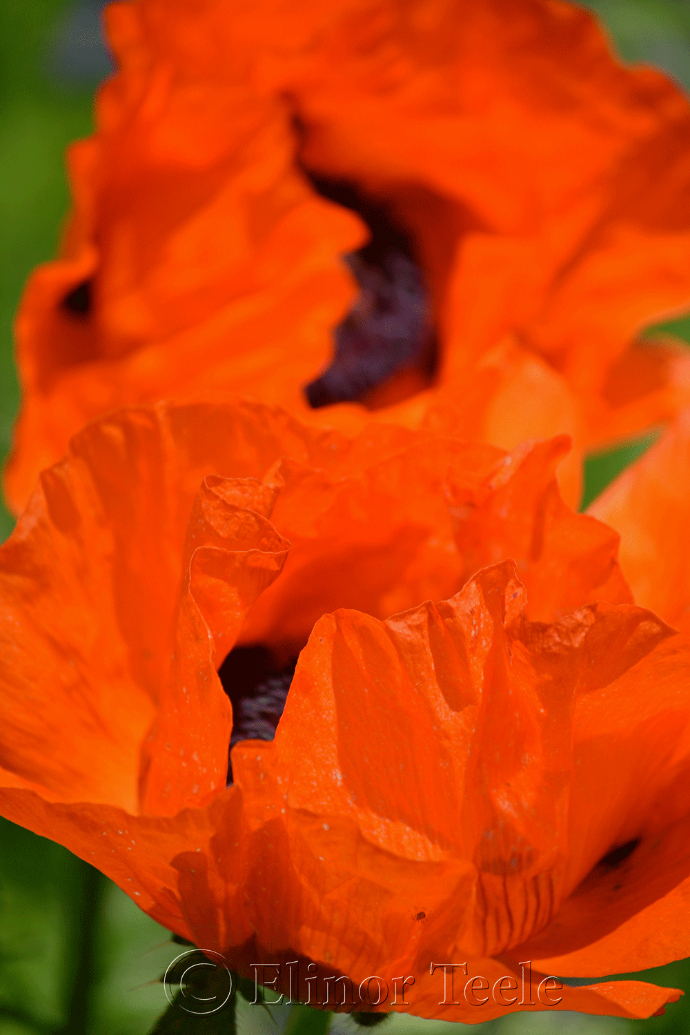Orange Poppies in Spring 2
