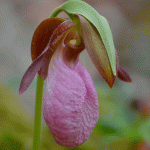 Pink Lady's Slipper Orchid, Ravenswood, Gloucester MA