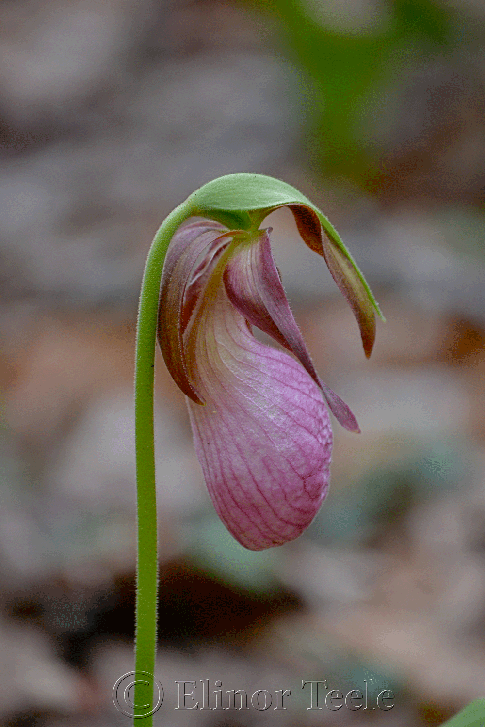 Pink Lady's Slipper Orchid, Ravenswood, Gloucester MA