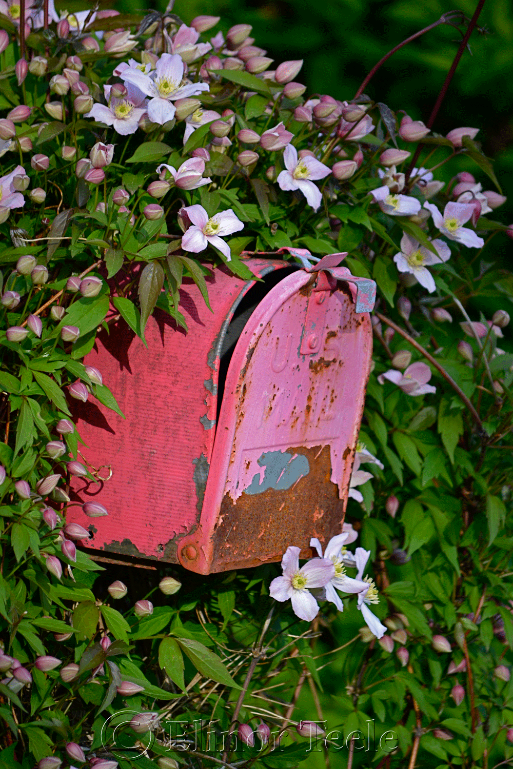 Pink Mailbox