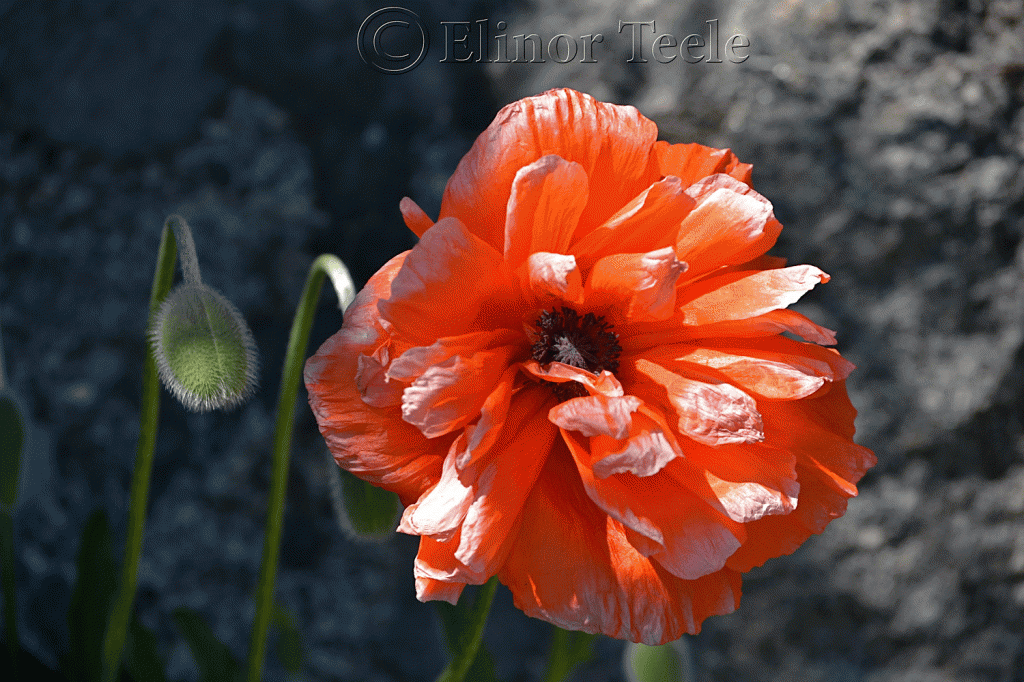 Orange Poppy in Bloom