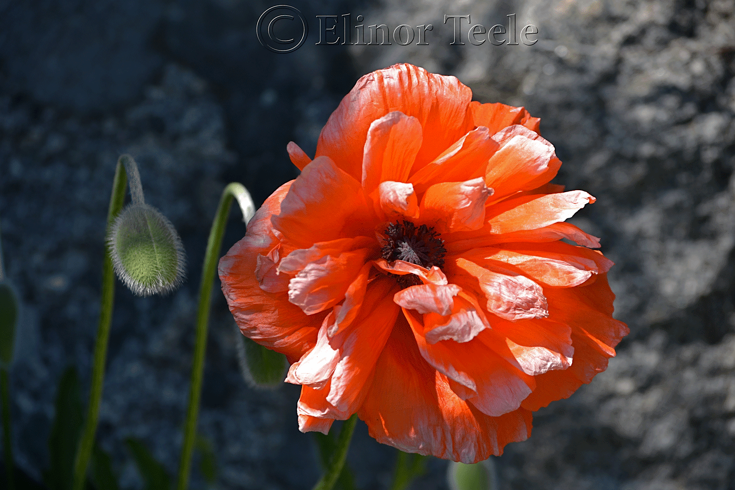 Orange Poppy in Bloom