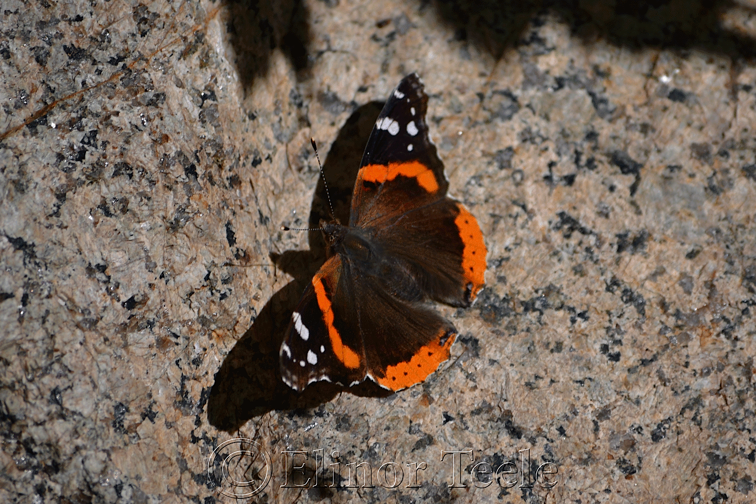 Red Admiral Butterfly, Ravenswood MA