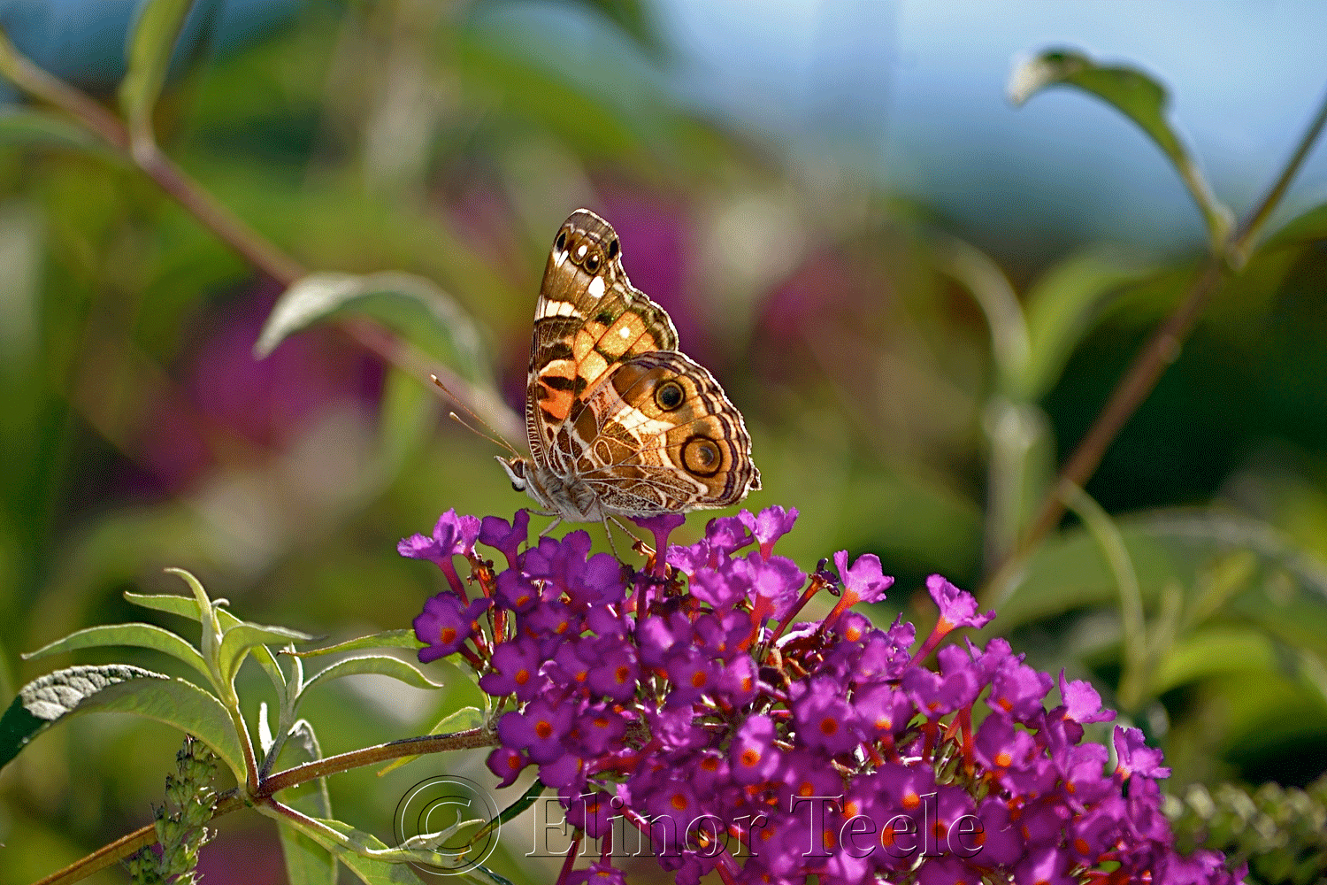 American Lady Butterfly in July