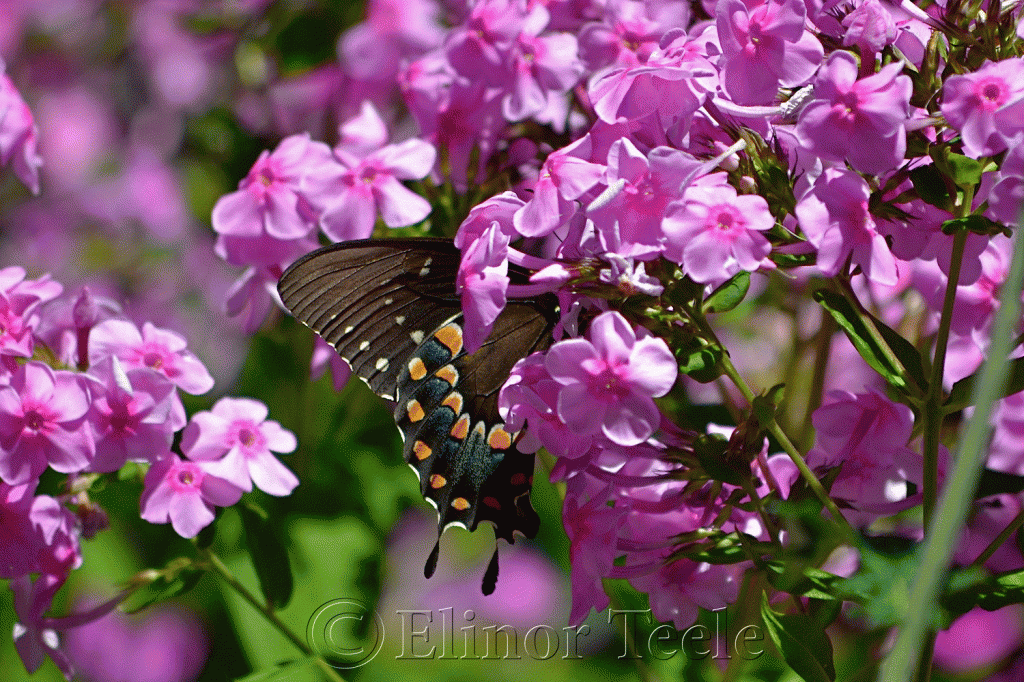 Black Swallowtail Butterfly