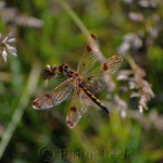 Calico Pennant Dragonfly (Female)