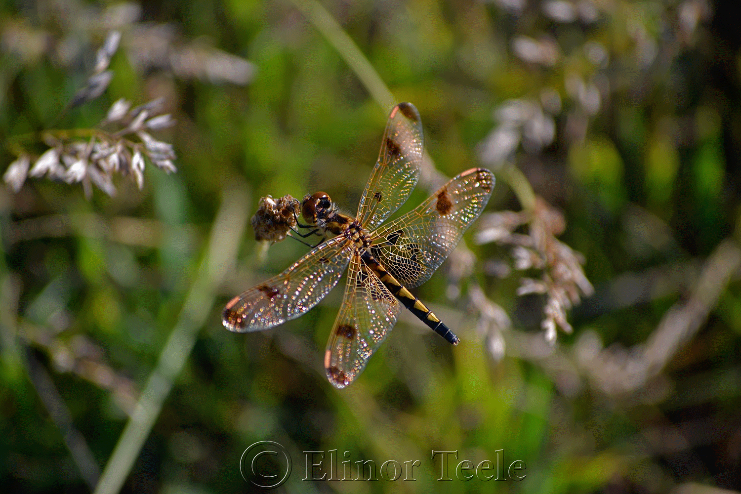 Calico Pennant Dragonfly (Female)