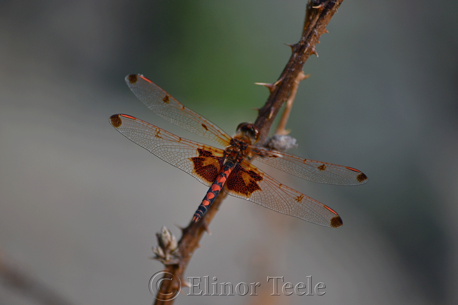 Calico Pennant Dragonfly in July