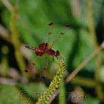 Calico Pennant Dragonfly (Male)