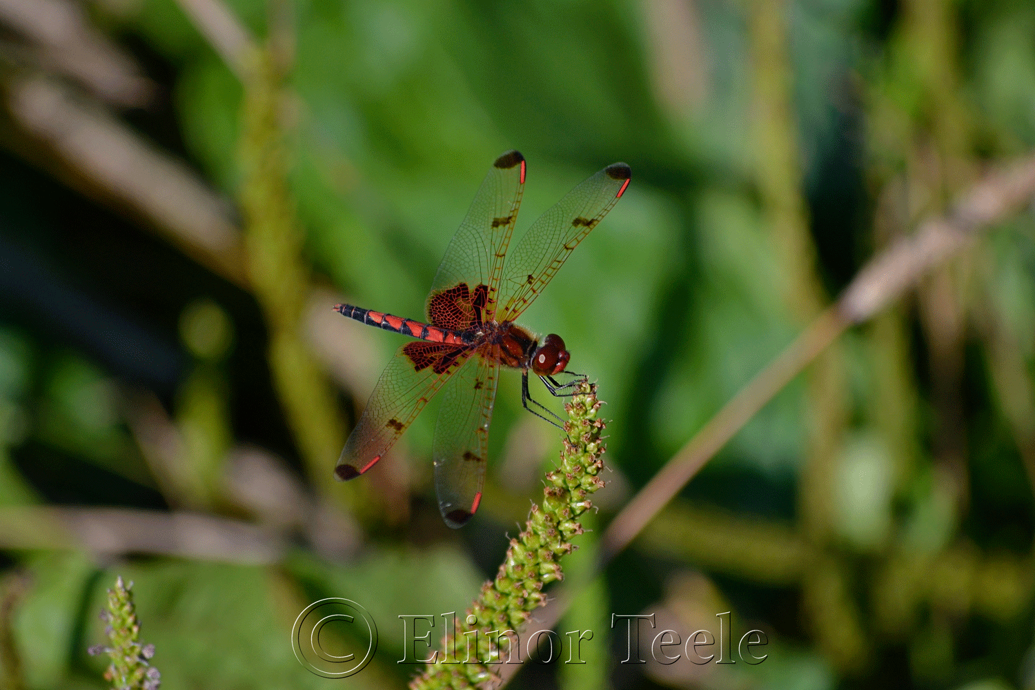 Calico Pennant Dragonfly (Male)