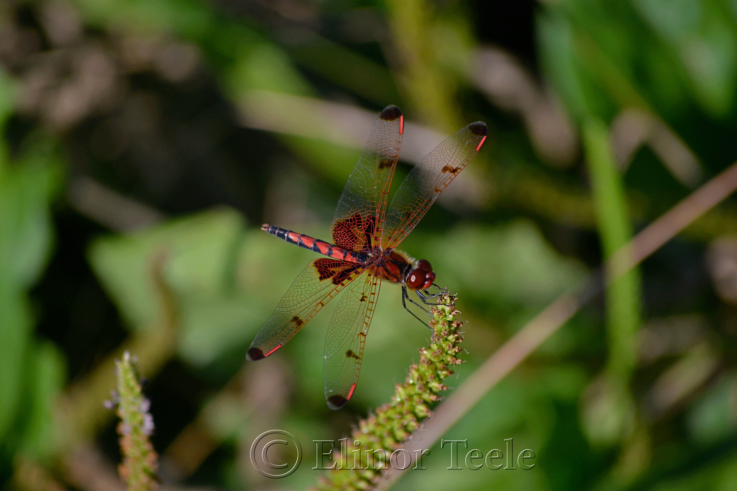 Calico Pennant Dragonfly (Male) 2