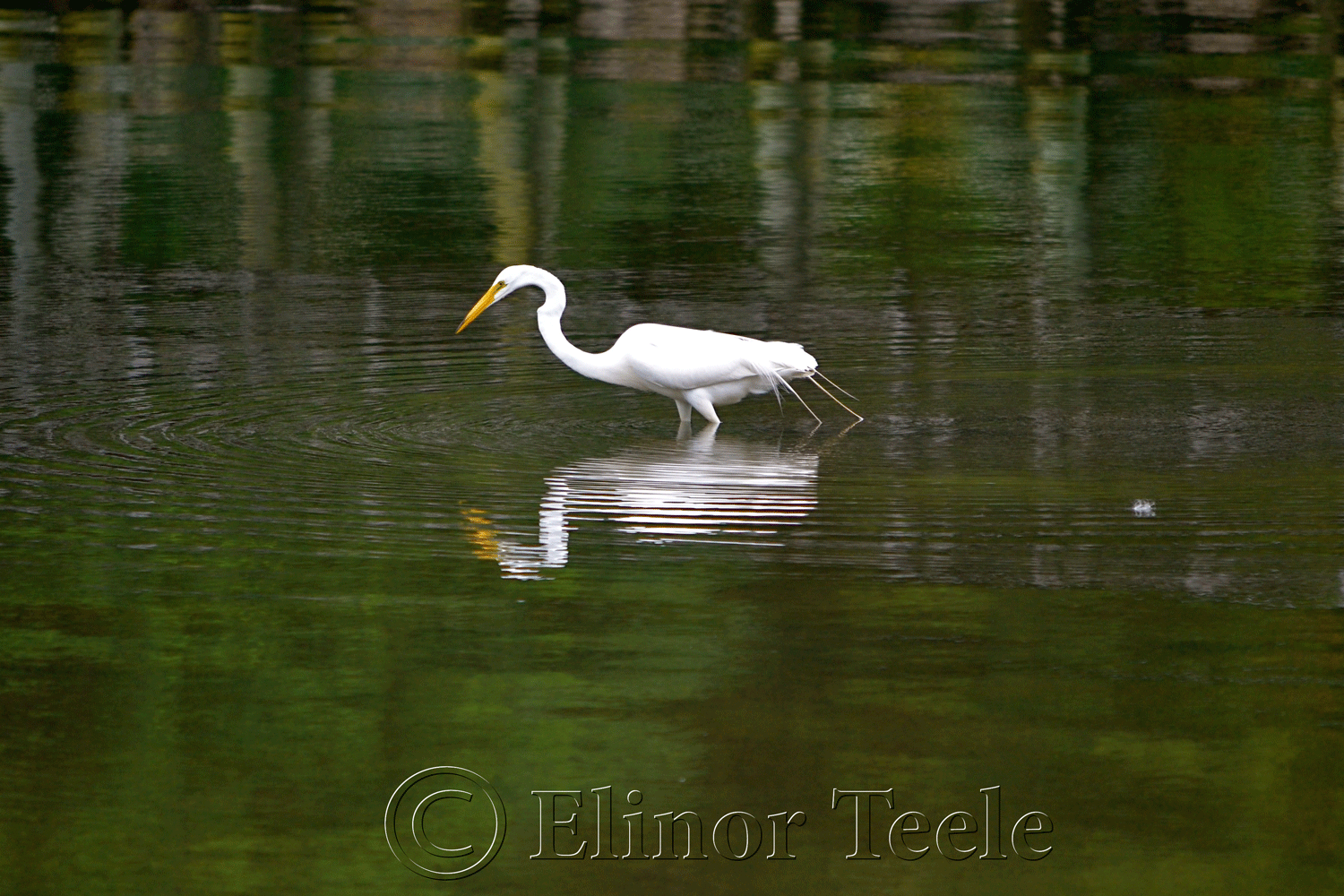 Great White Egret, Gloucester MA