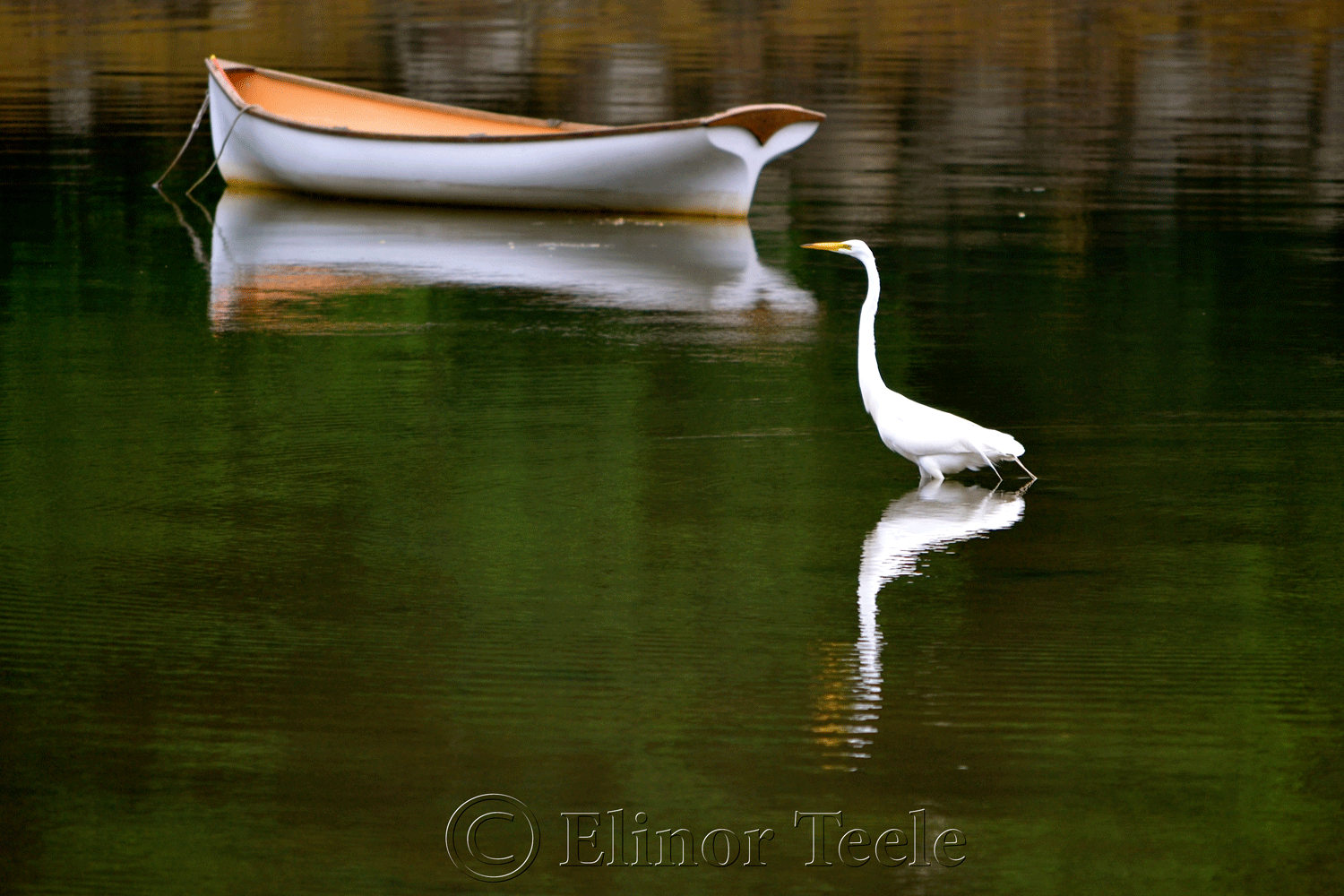 Great White Egret & Boat, Gloucester MA