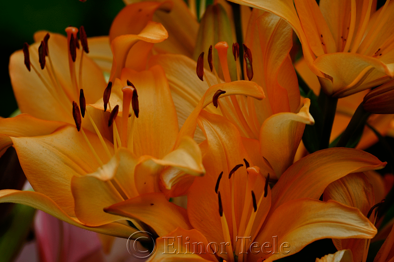 Orange Daylilies