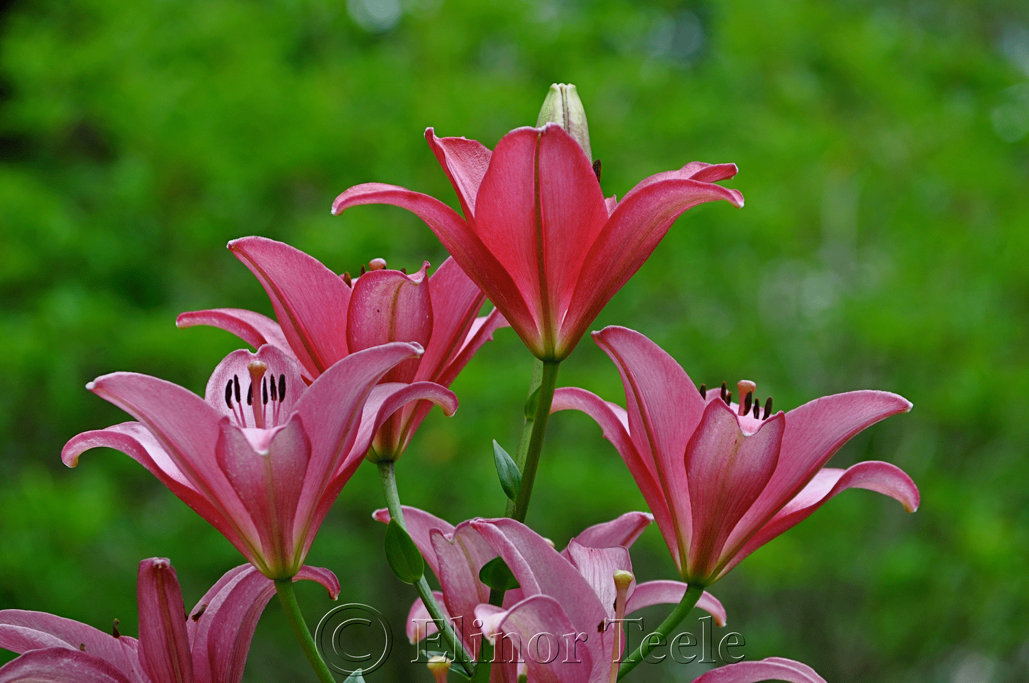 Pink Daylily