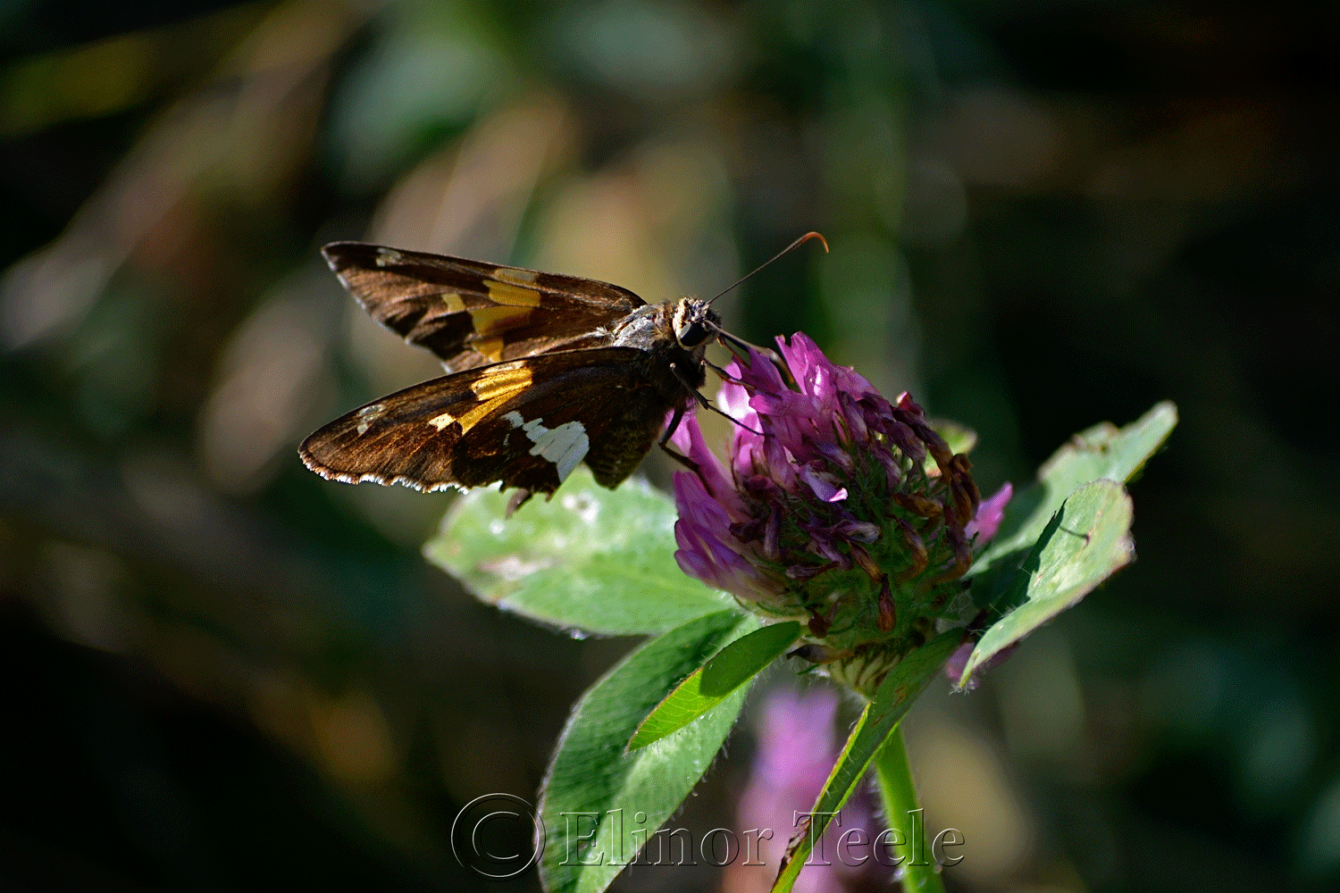 Silver-Spotted Skipper Butterfly