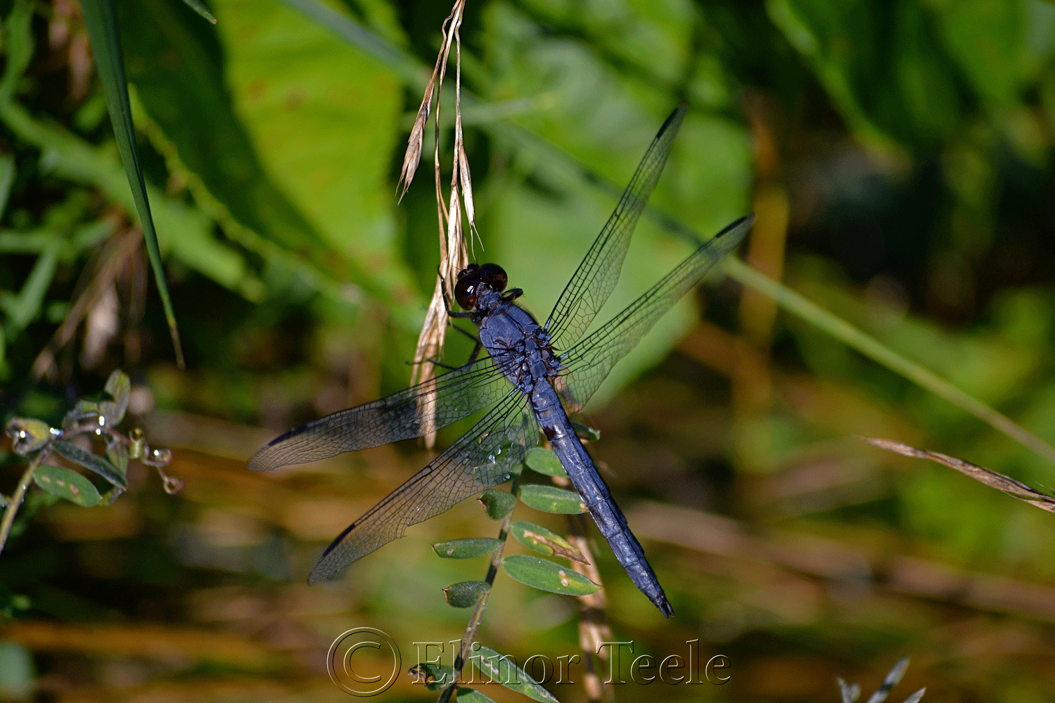 Slaty Skimmer Dragonfly (Male) in July