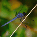 Slaty Skimmer Dragonfly Male