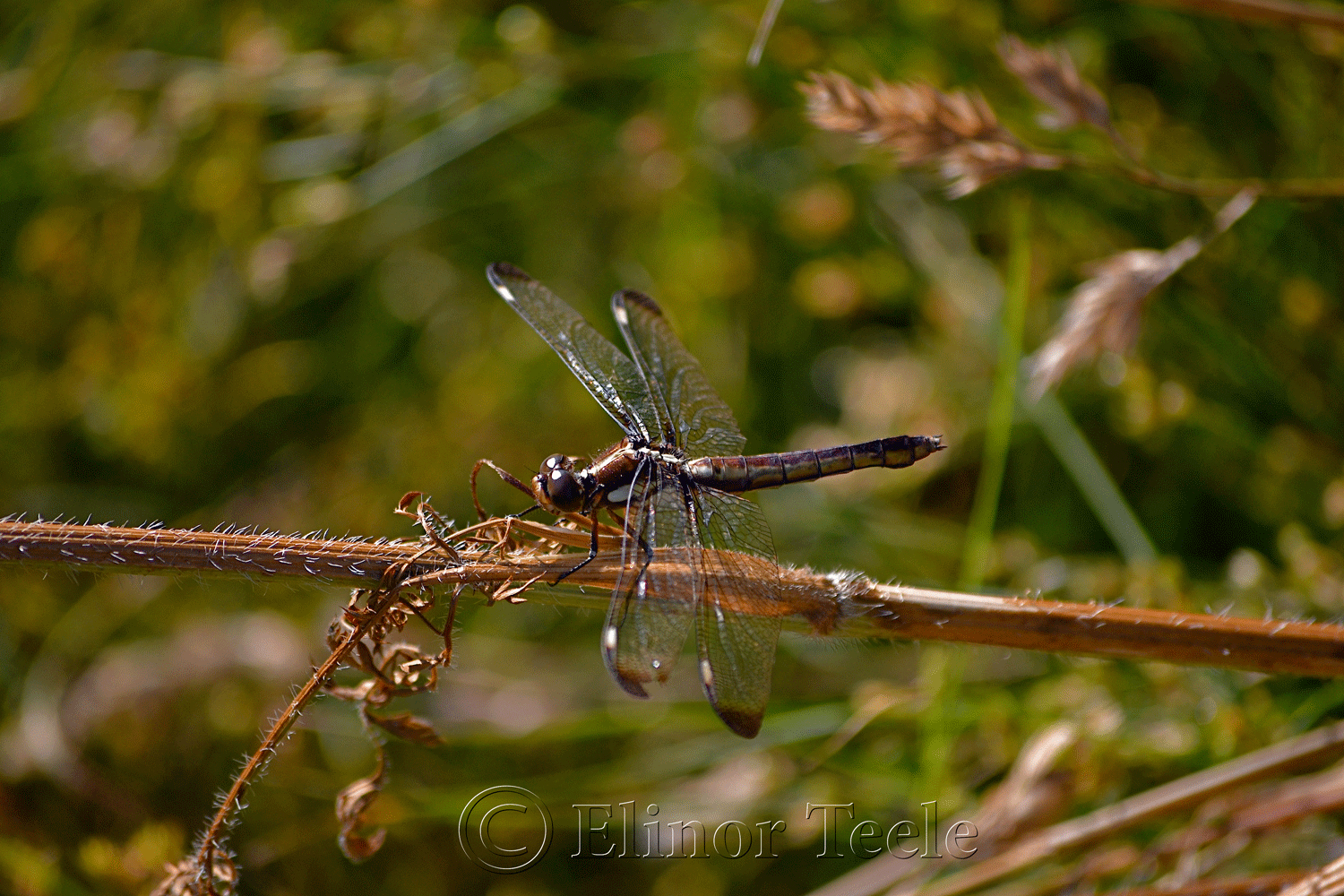 Spangled Skimmer Dragonfly Female