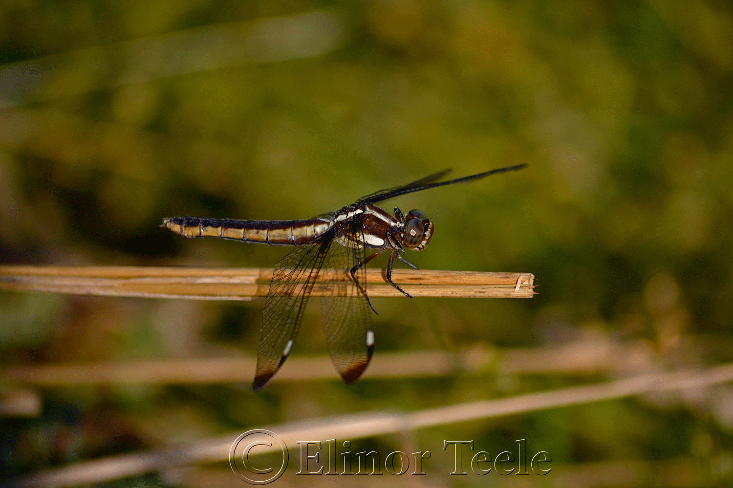Spangled Skimmer Dragonfly Female