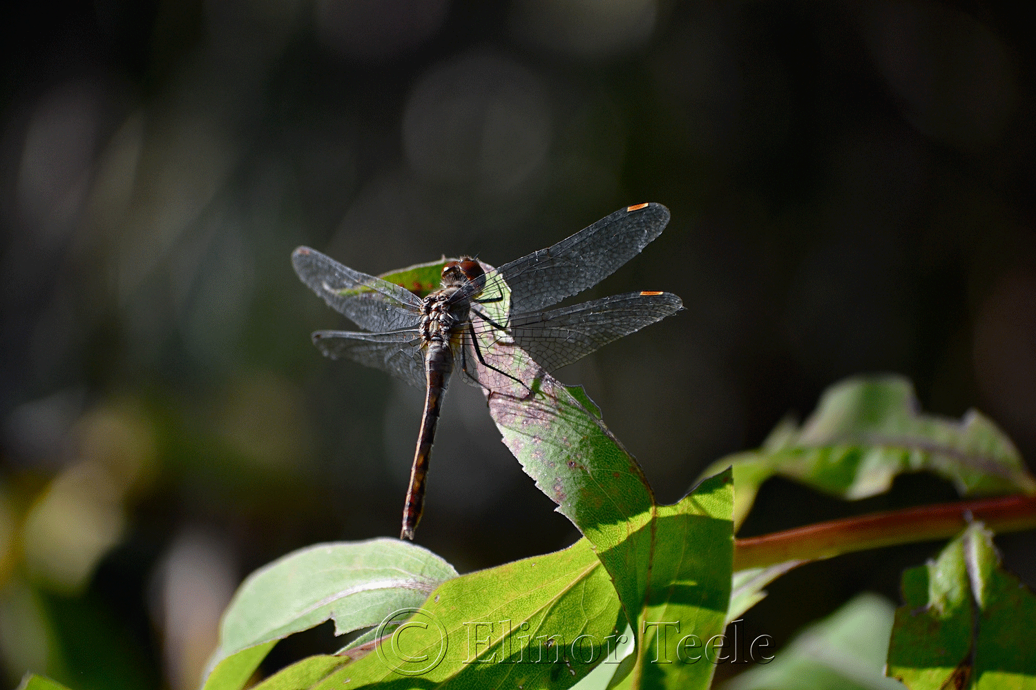 Dragonfly, Possibly Meadowhawk