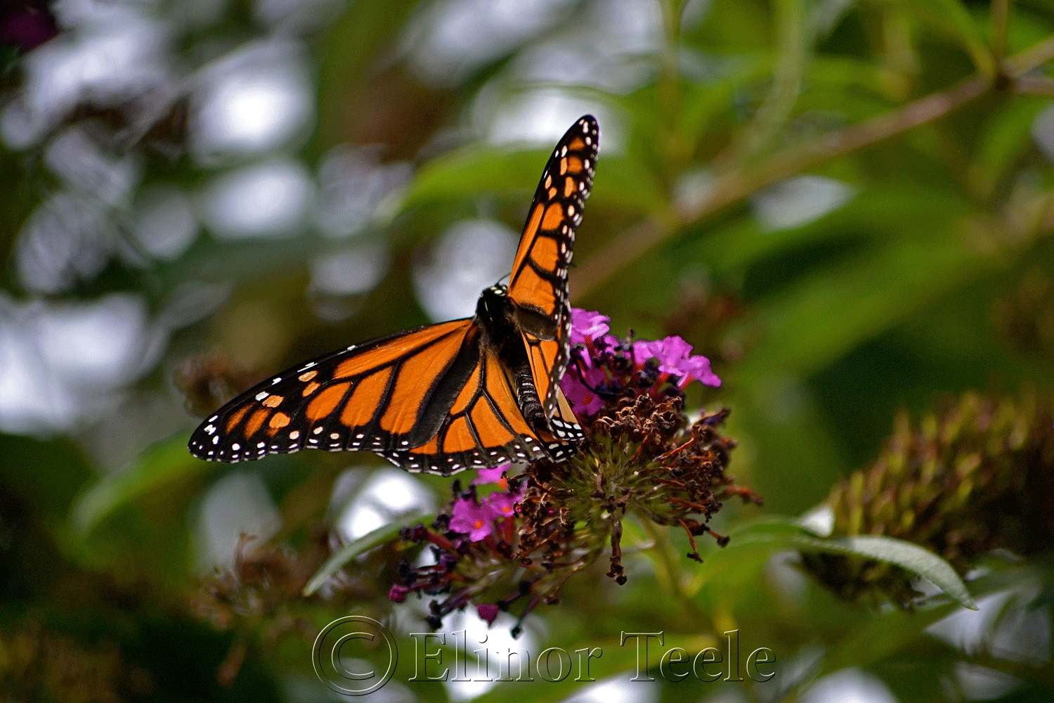 Monarch Butterfly in August